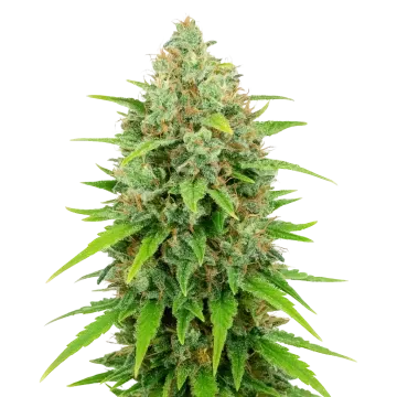 plante de cannabis White Rhino Auto