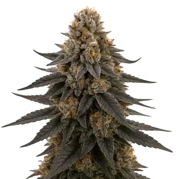 plante de cannabis White Runtz