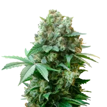plante de cannabis White Russian