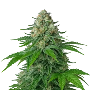 plante de cannabis White Widow Auto