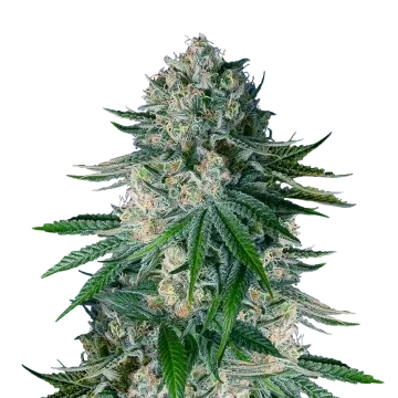 plante de cannabis White Widow