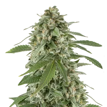 plante de cannabis White Widow x Northern Lights