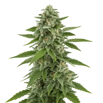 plante de cannabis White Widow x Northern Lights Auto