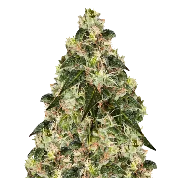 plante de cannabis XJ-13