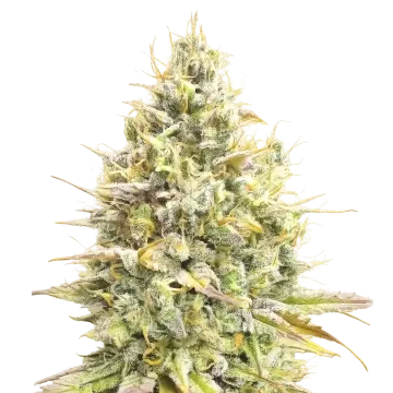 plante de cannabis Yumbolt Banana Auto