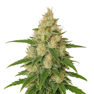 plante de cannabis Zkittlez Auto