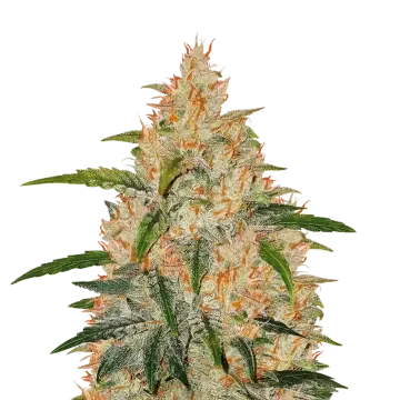 plante de cannabis Zkittlez