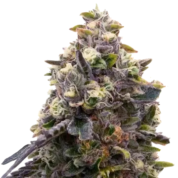 plante de cannabis Zoap Graines Féminisées