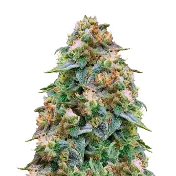 plante de cannabis Zombie Death Fuck
