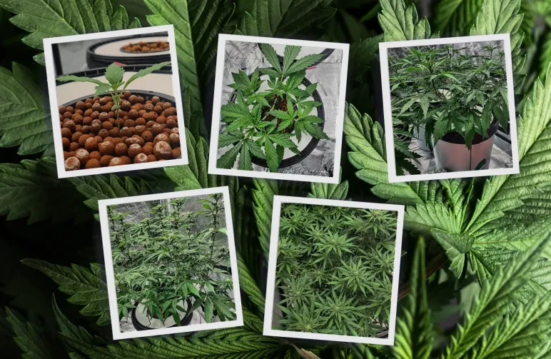 Autofloraison Cycle de vie avec photos semaine par semaine