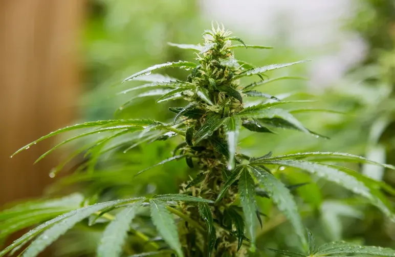 Les 10 meilleures variétés de cannabis résistantes à la moisissure pour une récolte réussie en 2026
