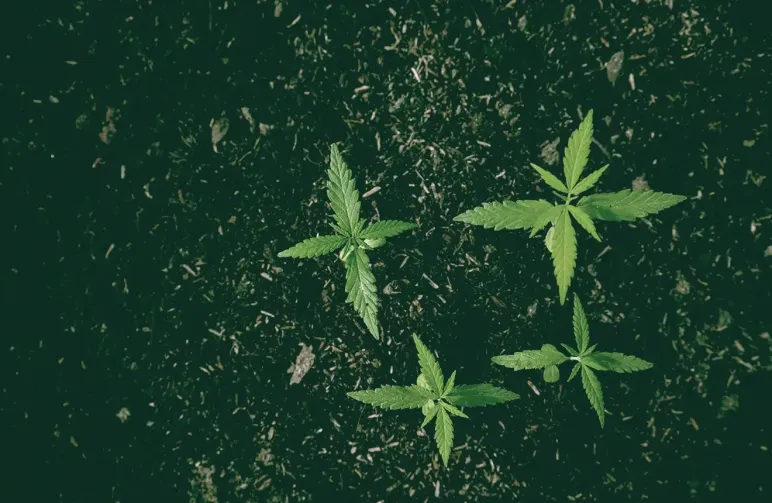 Le meilleur sol pour cultiver du cannabis : le guide complet du cultivateur pour 2026