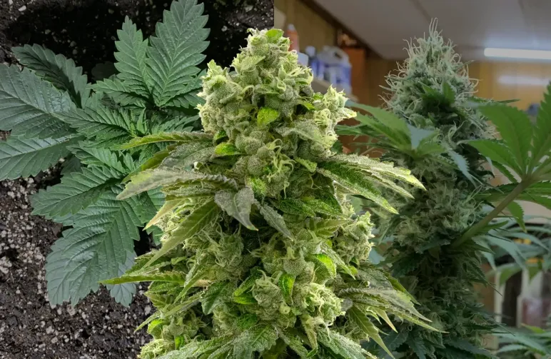 Journal de culture Bruce Banner semaine par semaine