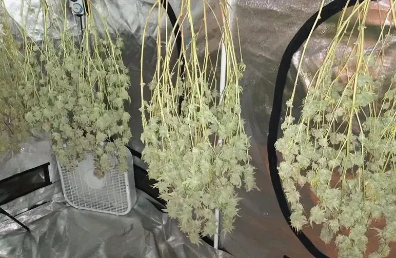 Le guide complet de la récolte, de la taille, du séchage et de l’affinage du cannabis (2026)
