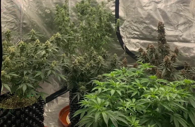 Le guide ultime sur la génétique du cannabis, les phénotypes et la sélection
