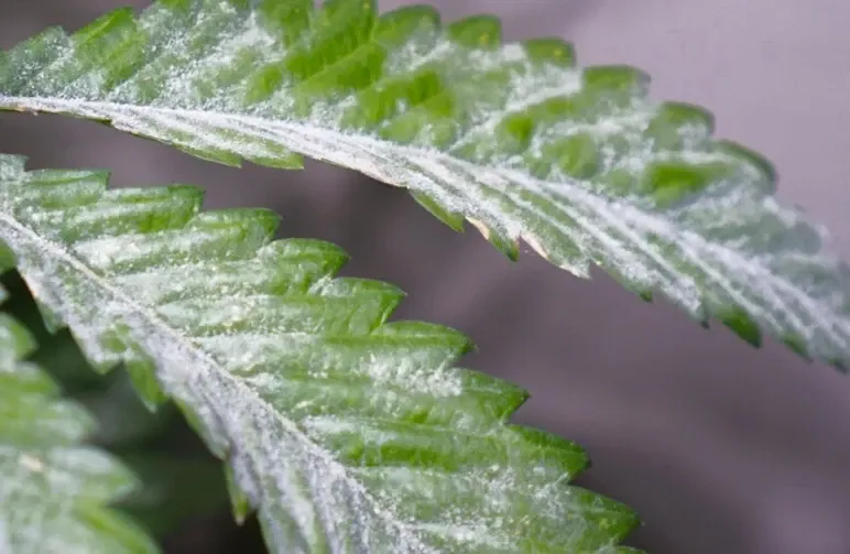 Comment repérer et traiter l’oïdium : le guide du cultivateur pour sauver votre récolte (mise à jour 2026)
