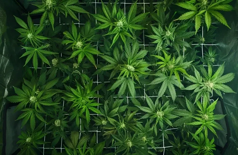 Le Guide Complet du Palissage des Plants de Cannabis : LST, Étêtage et ScrOG