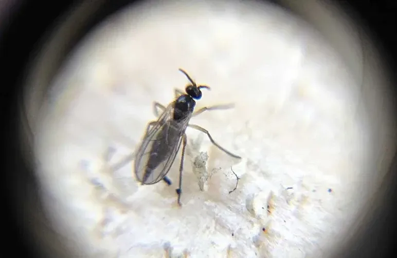 Comment Éliminer les Moucherons du Terreau du Cannabis: Guide Complet