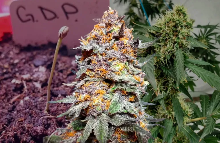 Journal de Culture Granddaddy Purple Semaine par Semaine