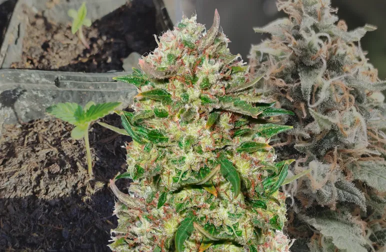 24K Gold – Journal de culture semaine par semaine & avis sur la variété