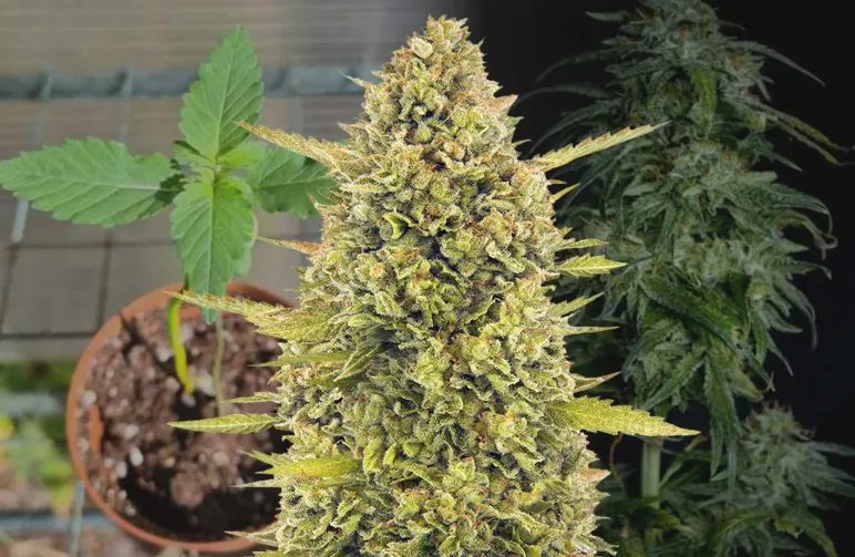 Journal de Culture Hebdomadaire d’Acapulco Gold