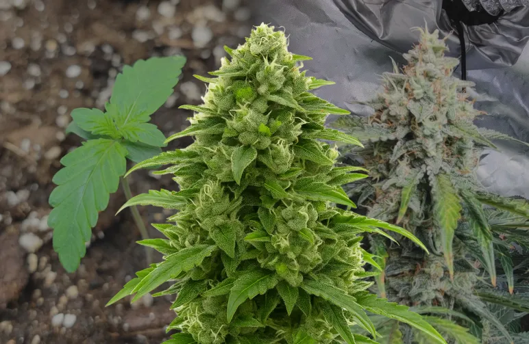 Bruce Banner Auto – Journal de Culture Semaine par Semaine & Analyse de la Variété