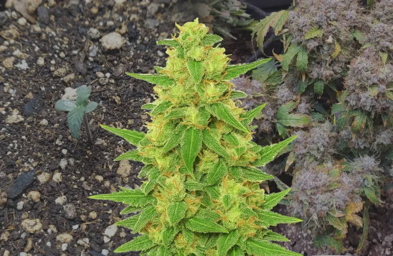 C. Banana Auto – Journal de culture semaine par semaine & revue de la variété