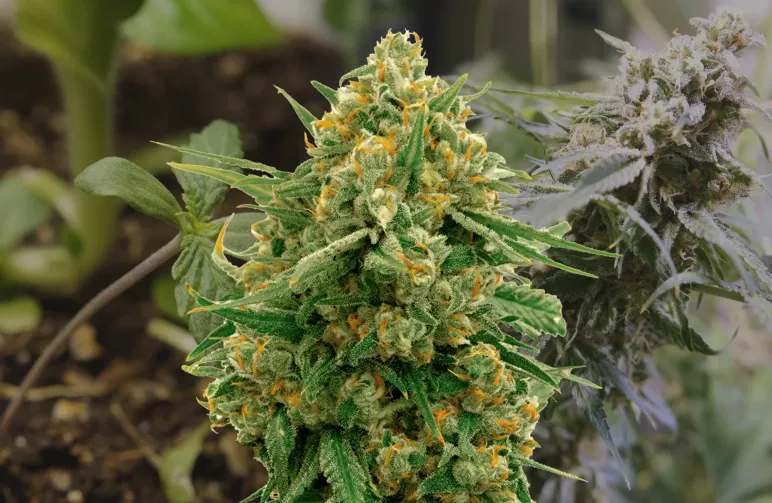 CBD Express – Journal de culture semaine par semaine & revue de la variété