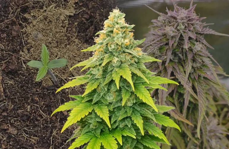 Journal de Culture du Fat Bastard Auto Semaine par Semaine