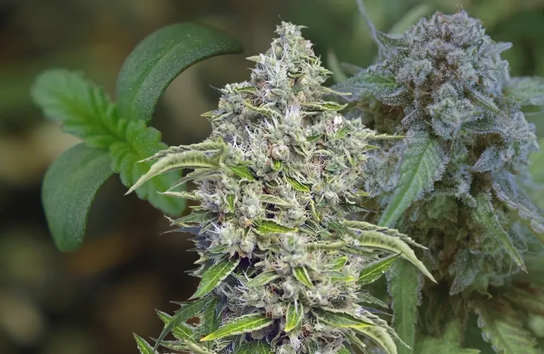 Future #1 Journal de Culture Semaine par Semaine