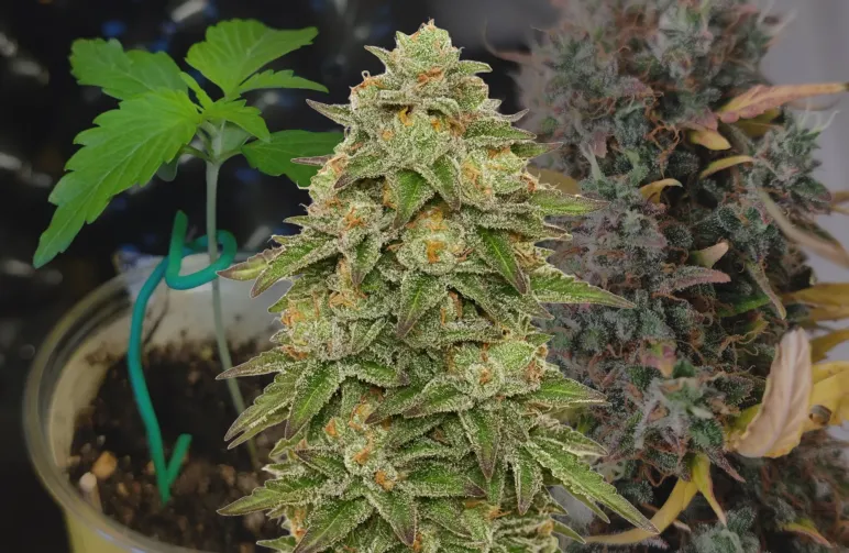 Journal de culture semaine par semaine de la Gelato Auto