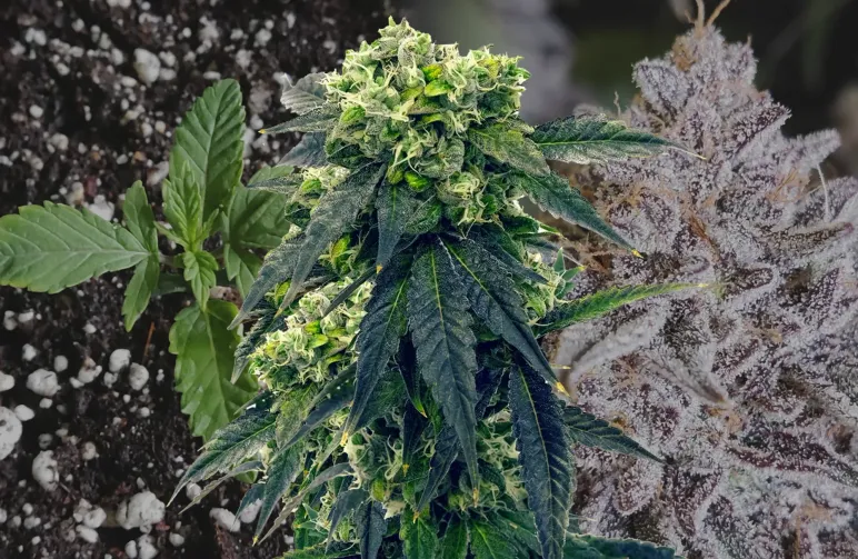 Gush Mints – Journal de Culture Semaine par Semaine & Revue de la Variété