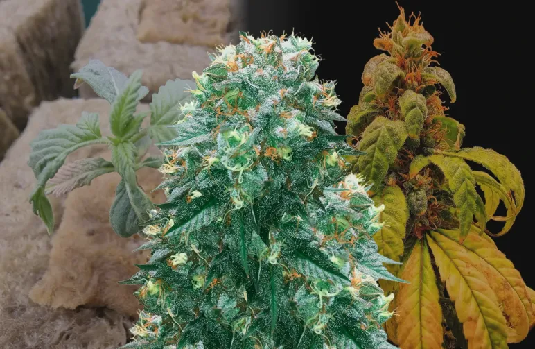 Harlequin Journal de Culture Semaine par Semaine