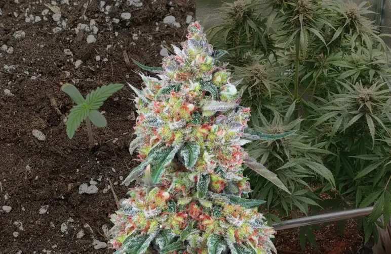 Hellfire OG Auto Journal de Culture Semaine par Semaine