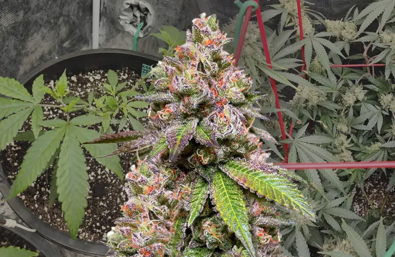 LSD Semaine par Semaine Journal de Culture