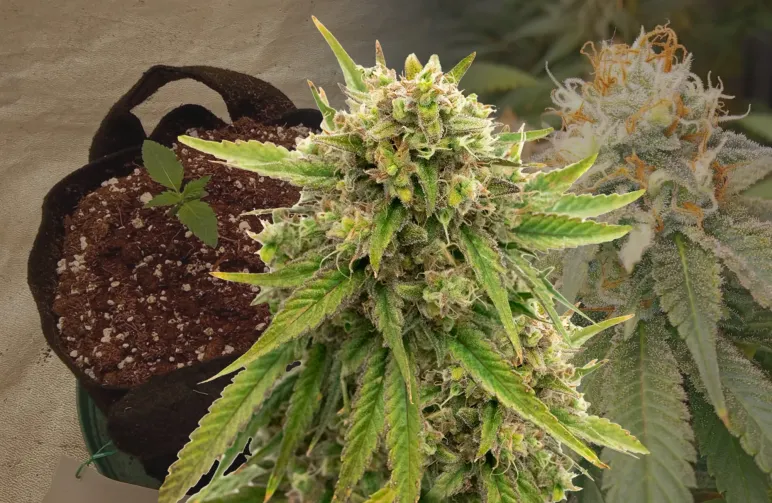 Maui Waui Journal de Culture Semaine par Semaine