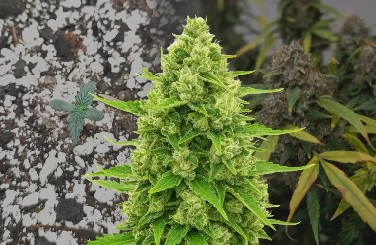 Northern Lights Auto – Journal de culture semaine par semaine & revue de la variété