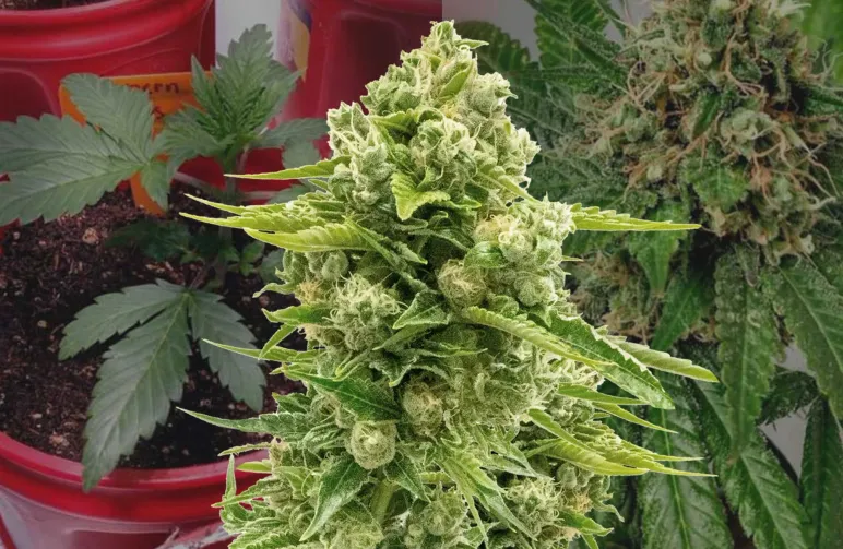 Journal de Culture Northern Lights Semaine par Semaine