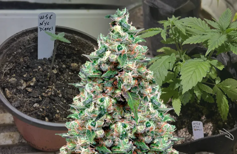 NYC Diesel – Journal de culture semaine par semaine & revue de la variété