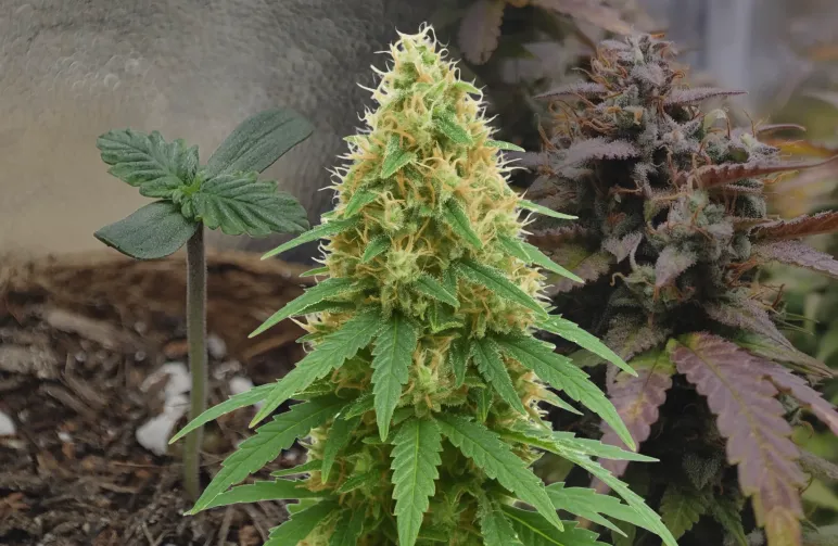 Journal de culture semaine par semaine de la Pineapple Express Auto