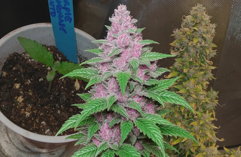 Purple Lemonade Auto – Journal de culture semaine par semaine & analyse de la variété
