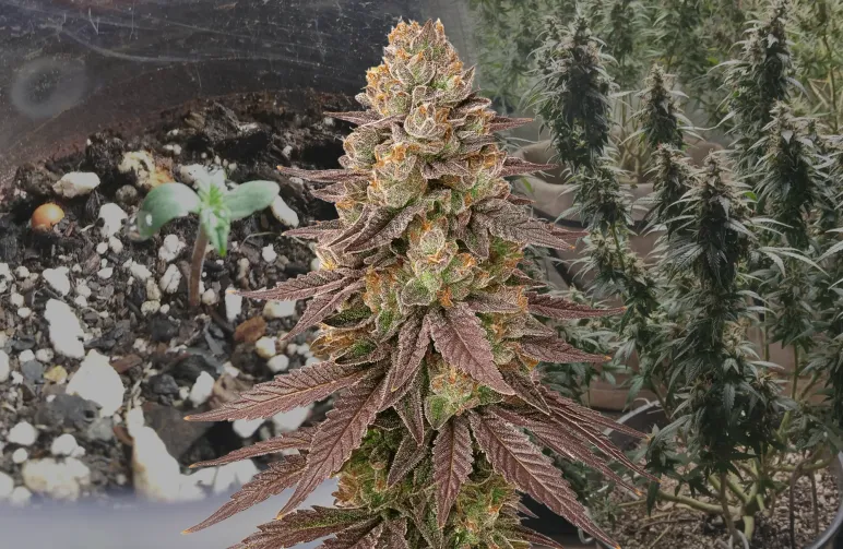 Red Devil Auto – journal de culture semaine par semaine & avis sur la variété