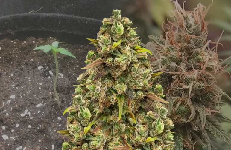 Journal de culture Sexxpot semaine par semaine