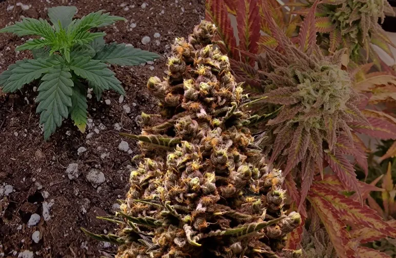 Sirius Black Journal de Culture Semaine par Semaine