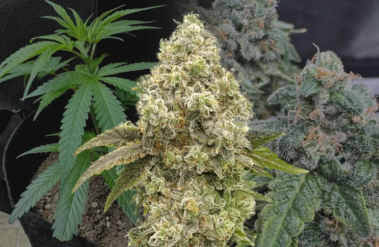 Super Boof Journal de Culture Semaine par Semaine