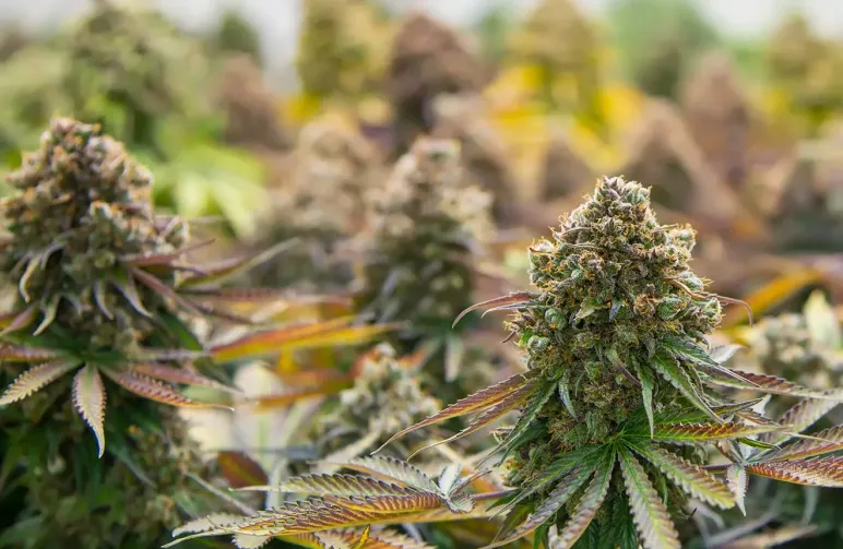 Le Guide Complet du Débutant pour Cultiver du Cannabis en Intérieur