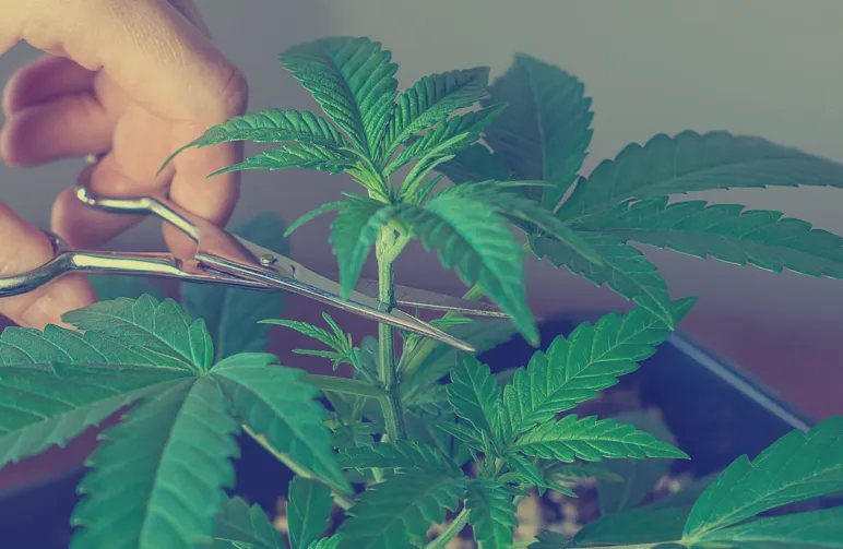 Guide de l'étêtage et de la taille du cannabis indica pour un rendement et une puissance maximaux
