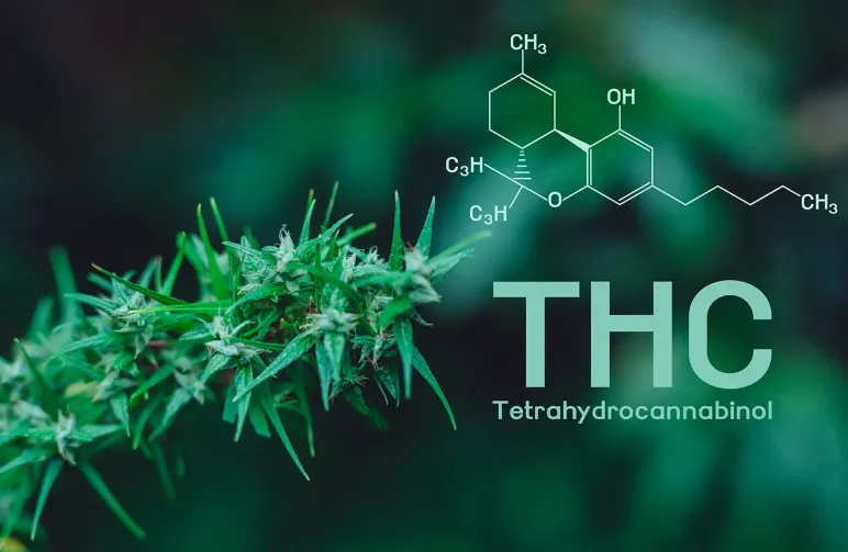 Les Cannabinoïdes Expliqués : THC, CBD et les Autres à Connaître