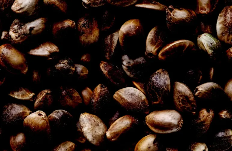 Quelle est la Durée de Vie des Graines de Cannabis ?