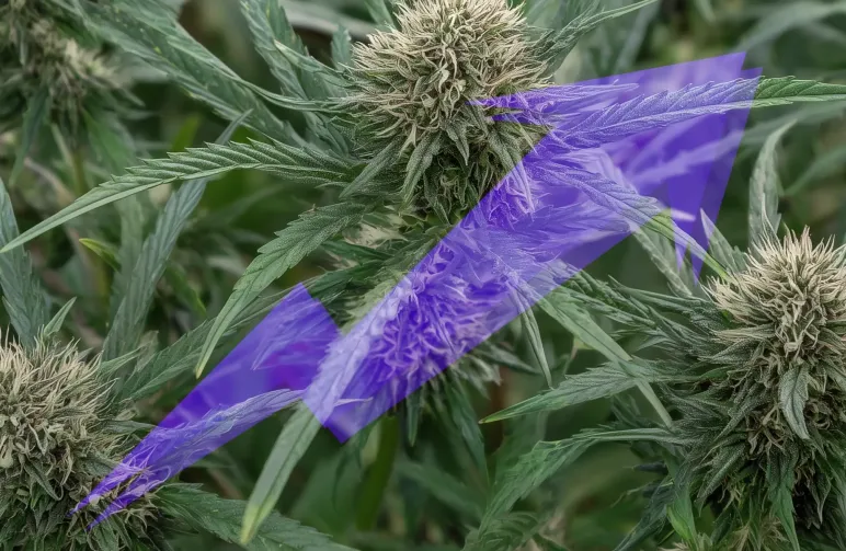 Comment les débutants peuvent facilement augmenter leur rendement de cannabis